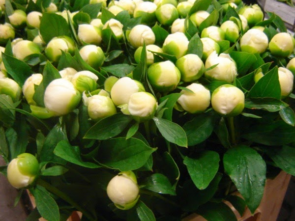 Peonies and Perennials | 17 Dalwood Rd, Nook TAS 7306, Australia | Phone: 0459 496 172