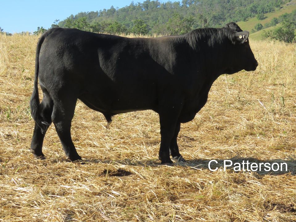 Curracabark Angus and Hereford Stud | 2796 Curricabark Rd, Curricabark NSW 2422, Australia | Phone: (02) 6558 7515