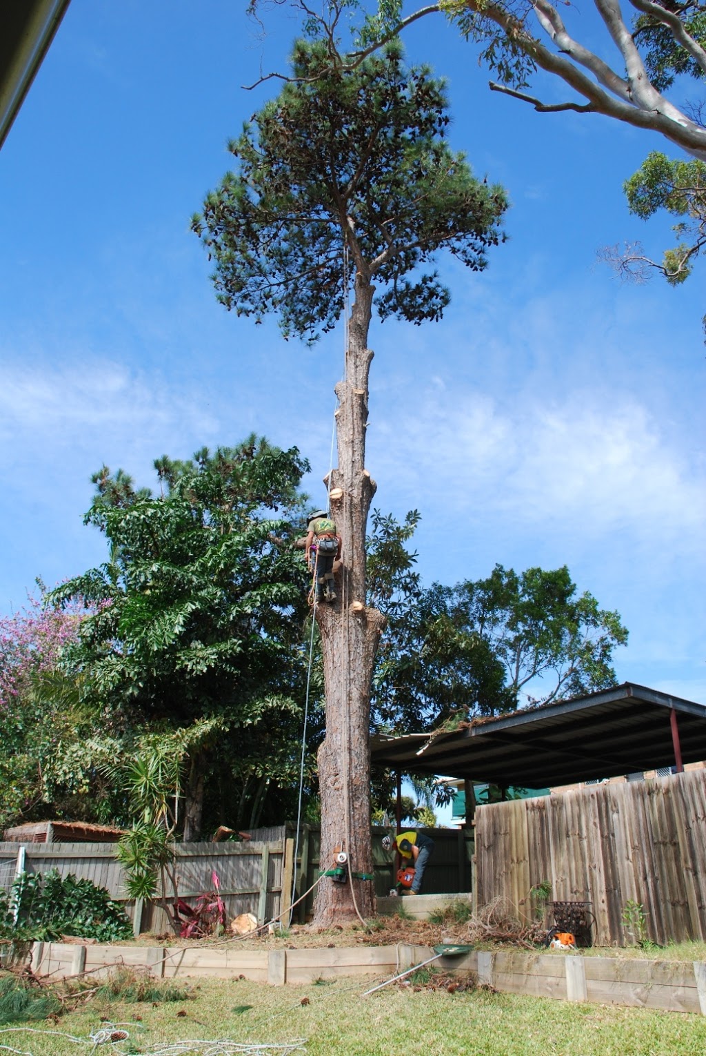 Frontier Tree Services | park | 180 Heslop Rd, Gaven QLD 4211, Australia | 0755744477 OR +61 7 5574 4477