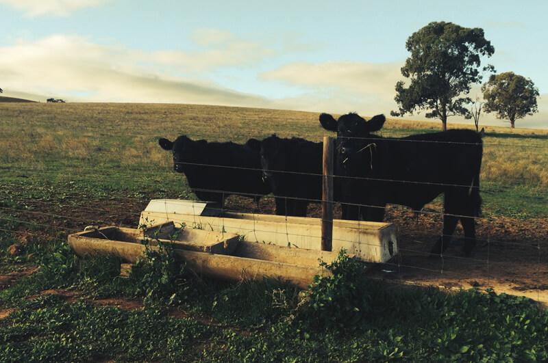 Melinga Farm |  | 306 Rosedale Rd, Rosedale SA 5350, Australia | 0409918833 OR +61 409 918 833