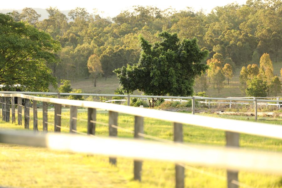 Chartwell spelling and agistment | 1546 Mount Walker W Rd, Merryvale QLD 4340, Australia | Phone: 0476 128 212