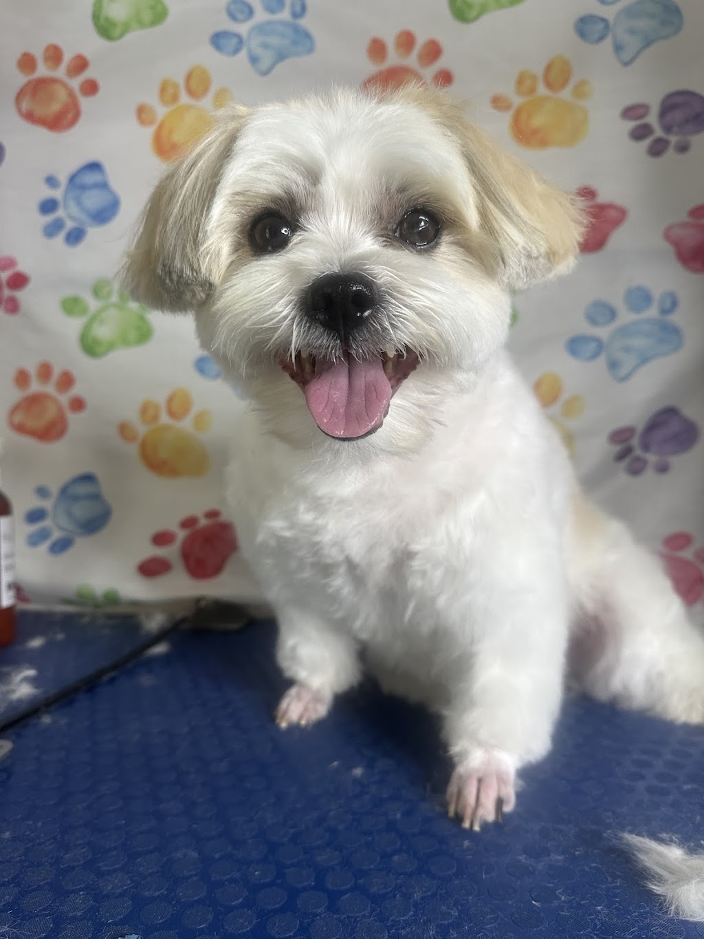 Petloft dog grooming | Lady Ardee Cct, Stockleigh QLD 4280, Australia | Phone: 0479 050 018 Petloft dog grooming | Lady Ardee Cct, Stockleigh QLD 4280, Australia | Phone: 0479 050 018