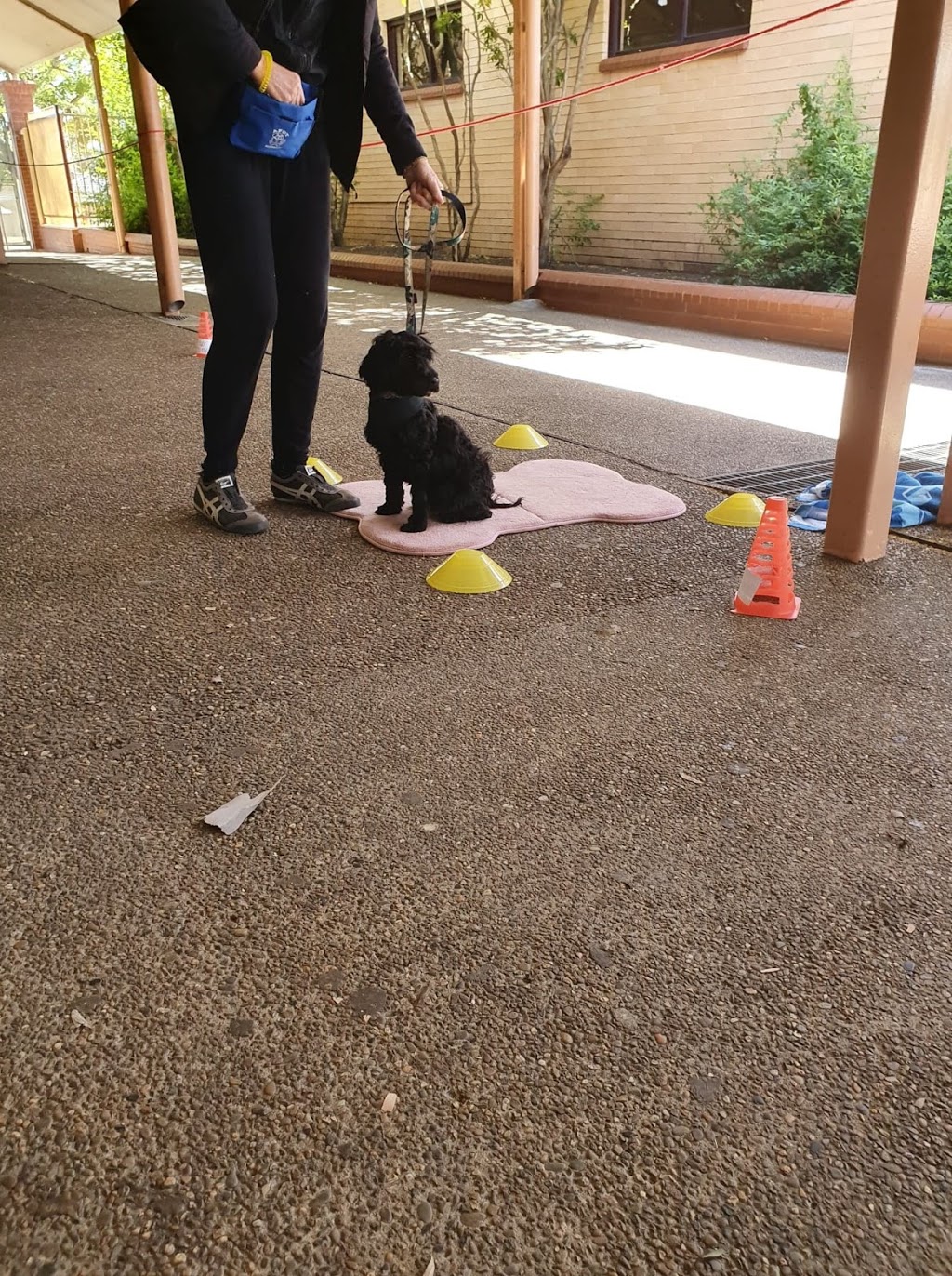 Miss Behaviour Dog Training Services | pet store | Cook & Banks Reserve, 127 Banks Dr, St Clair NSW 2759, Australia