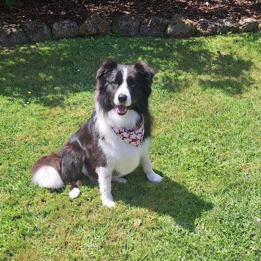 Pawlenes Pooches | 14 Little Chipping Dr, Chirnside Park VIC 3116, Australia | Phone: 0493 729 636
