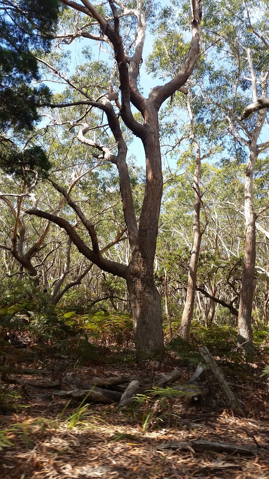 Broadwater National Park | park | Evans Head-Broadwater Rd, Broadwater NSW 2472, Australia