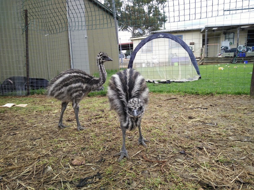 Woorinen South Wildlife Shelter | 66 Palmer St, Woorinen South VIC 3588, Australia | Phone: 0408 122 863