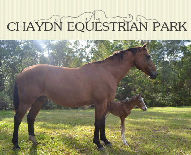 Chaydn Equestrian Park | travel agency | 22 Garlinge Ct, Bonogin QLD 4213, Australia | 0404609252 OR +61 404 609 252