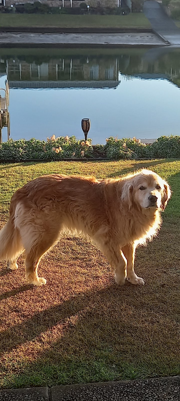 Bootie Patootie Dog Grooming | Maroondah Hwy, Taggerty VIC 3714, Australia | Phone: 0458 458 241