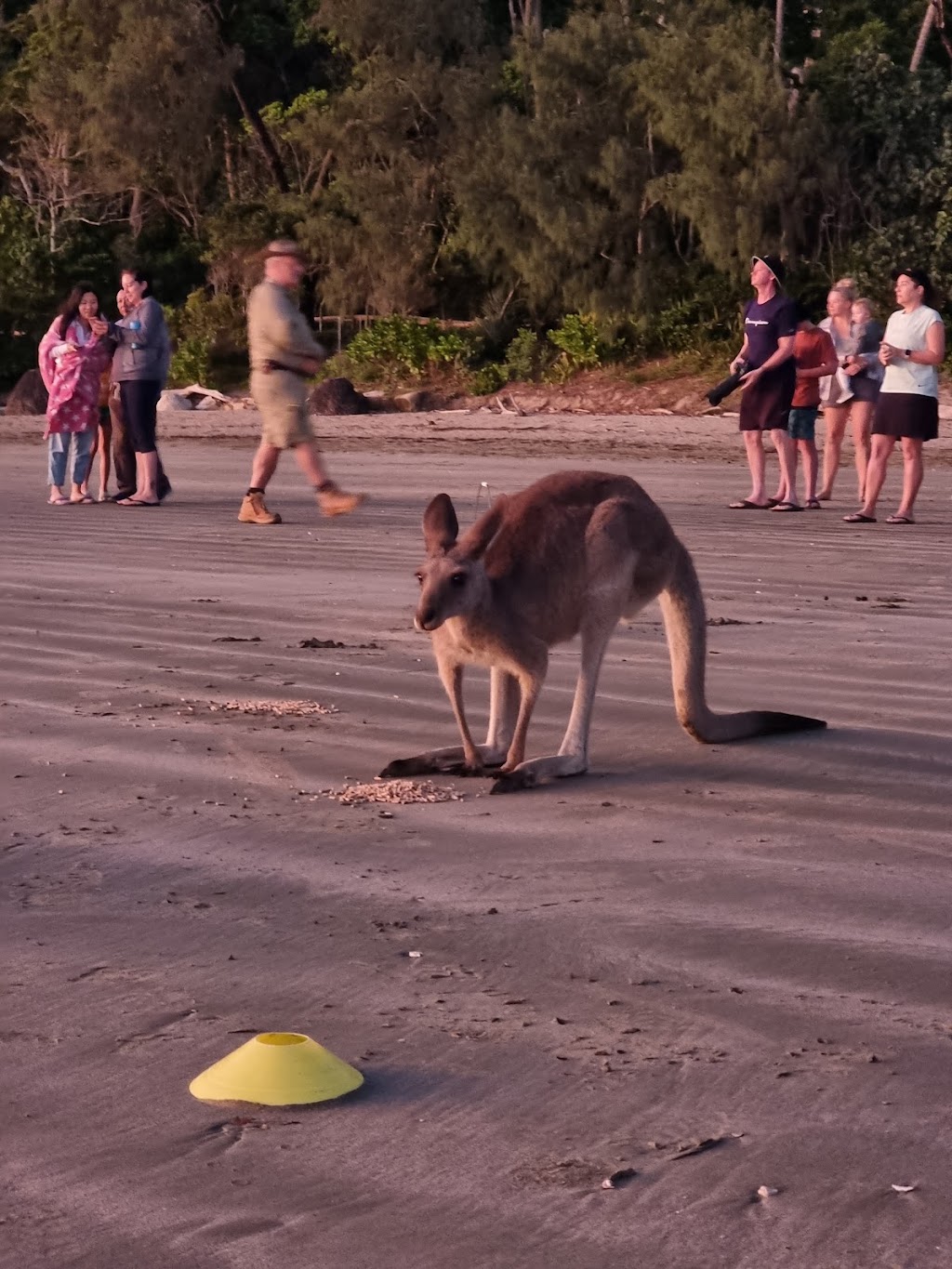 Cape Hillsborough Park | Cape Hillsborough Resort, Cape Hillsborough QLD 4740, Australia | Phone: (07) 4959 0152