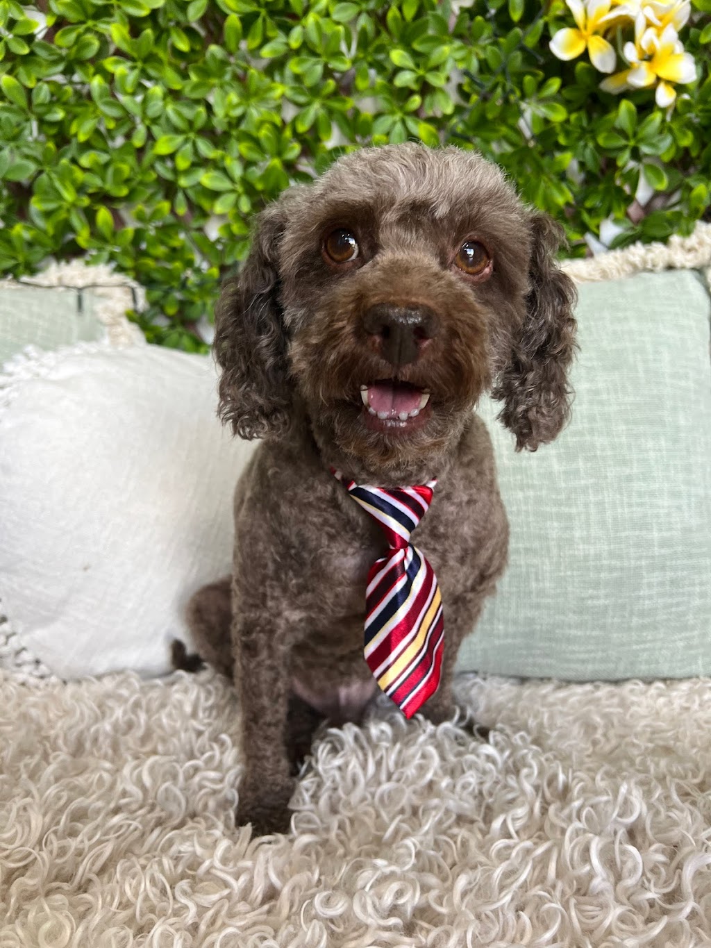 Furry Friendz - Personalised Dog Grooming | 14 Sycamore St, Redland Bay QLD 4165, Australia | Phone: 0459 129 289