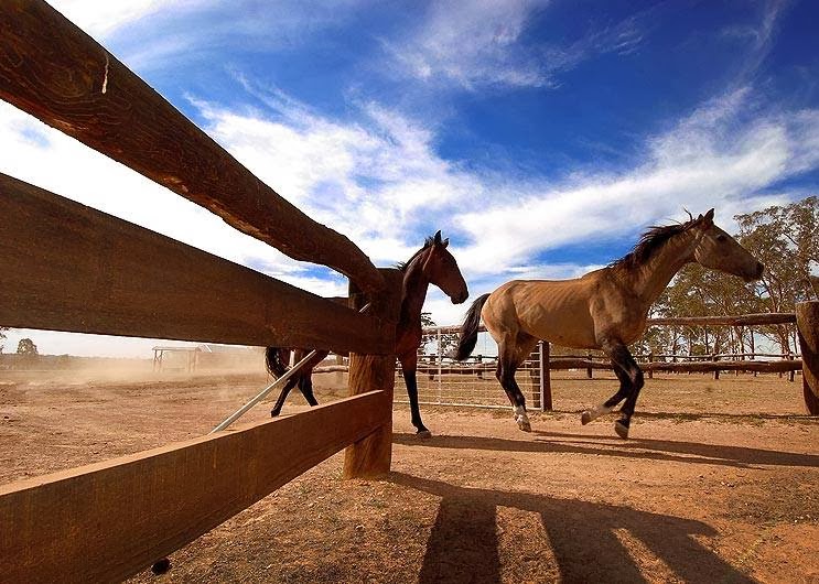 Grampians Horse Riding Centre | 430 Schmidt Road, Brimpaen VIC 3401, Australia | Phone: (03) 5383 9255