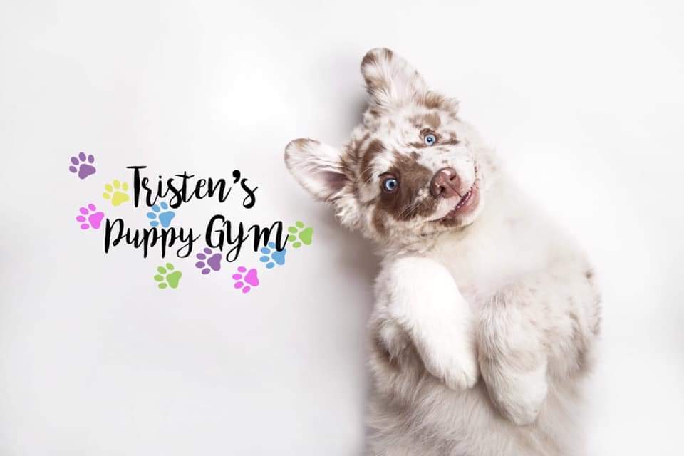 Tristens Puppy Gym |  | 203-205 Woodward Rd, Golden Gully VIC 3555, Australia | 0429326093 OR +61 429 326 093