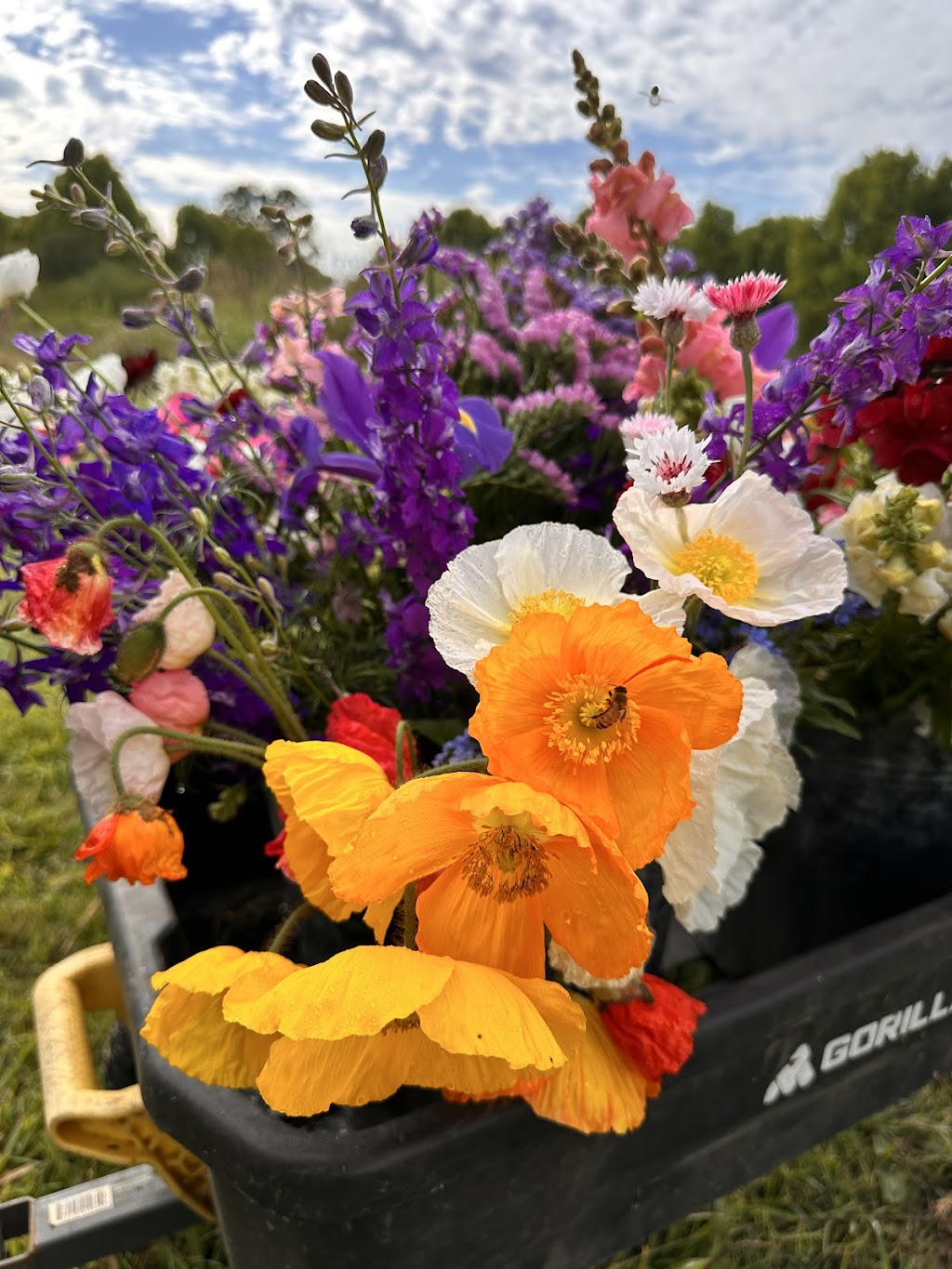 Flower Eros | Pinchin Rd, The Channon NSW 2480, Australia | Phone: 0457 729 862