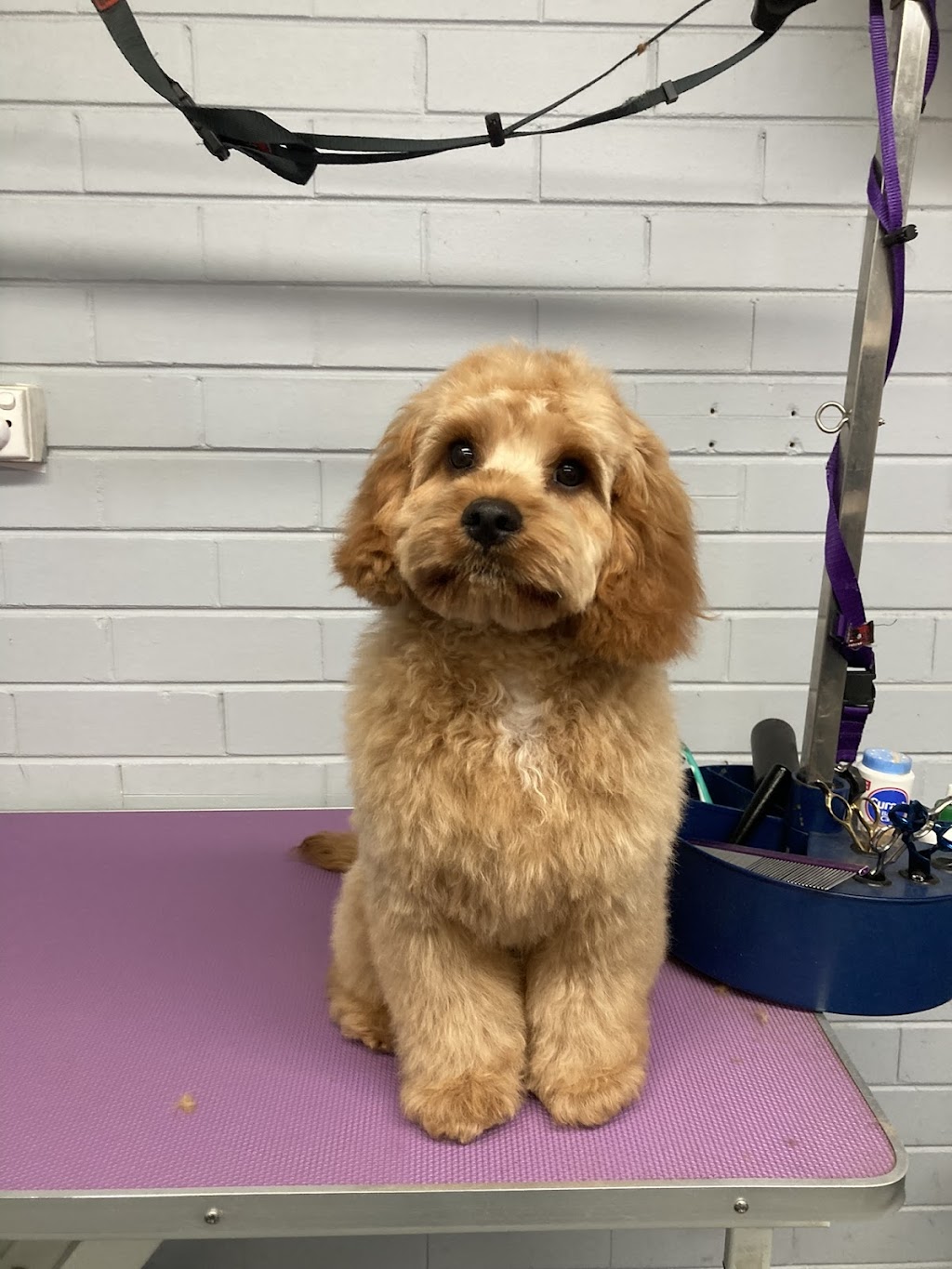 Peachy Clean - Pet grooming & supply store | 11-13 Buln Buln Rd, Drouin VIC 3818, Australia | Phone: 0483 849 145