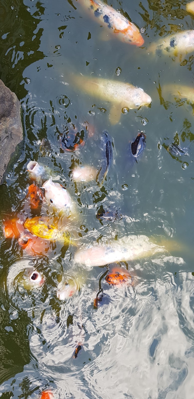 Gosford/Edogawa Commemorative Garden | 36 Webb St, East Gosford NSW 2250, Australia | Phone: (02) 4325 0056