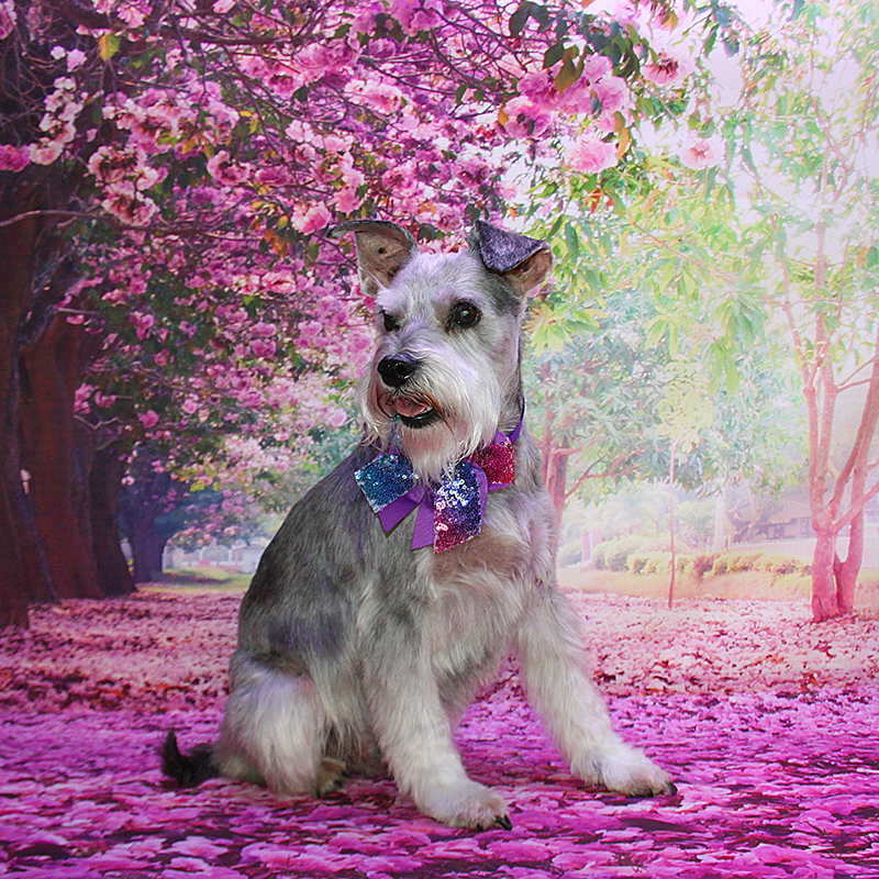 In The Pink Dog Grooming Salon | 279 Cathedral Ln, Taggerty VIC 3714, Australia | Phone: (03) 5774 7242