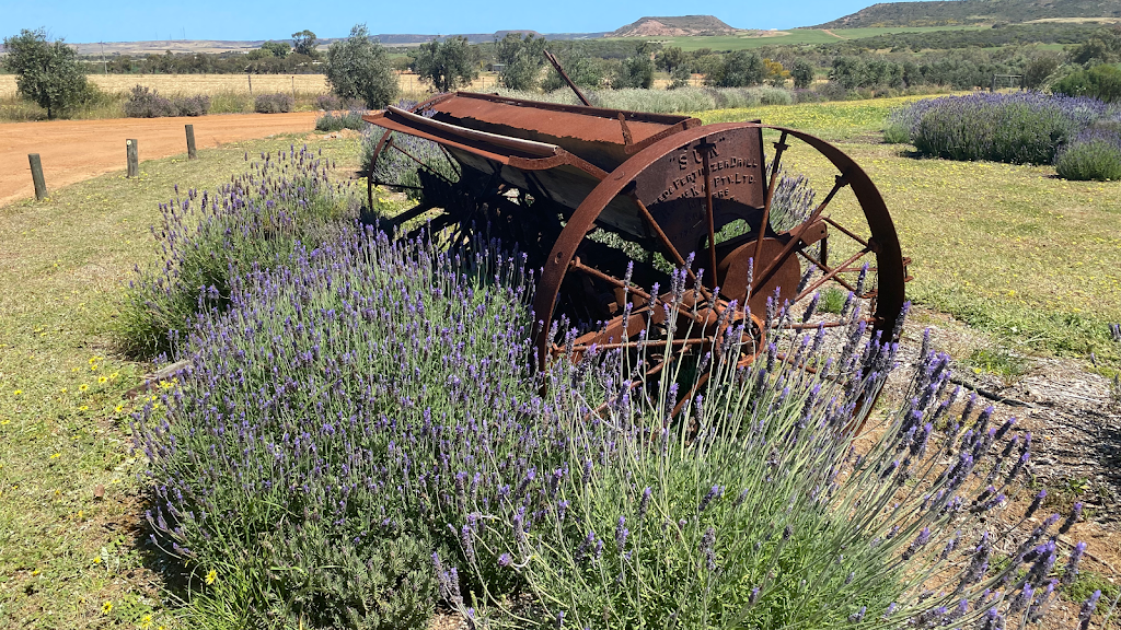 Lavender Valley Farm | 1852 Chapman Valley Rd, Yetna WA 6532, Australia | Phone: 0427 205 069