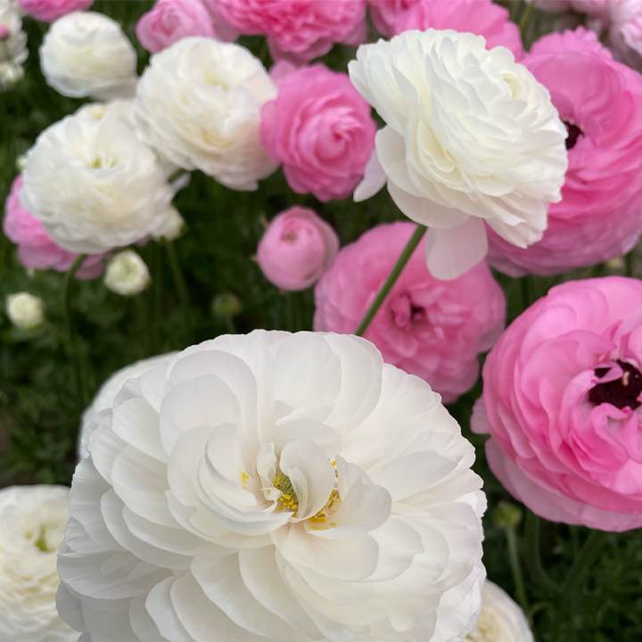 Mellowood Farm | 145 Locarno Rd, Clydesdale VIC 3461, Australia | Phone: 0418 503 378