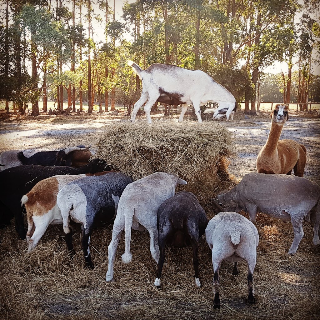 Greener Pastures Sanctuary | park | 33 Wealand Rd, Waroona WA 6215, Australia