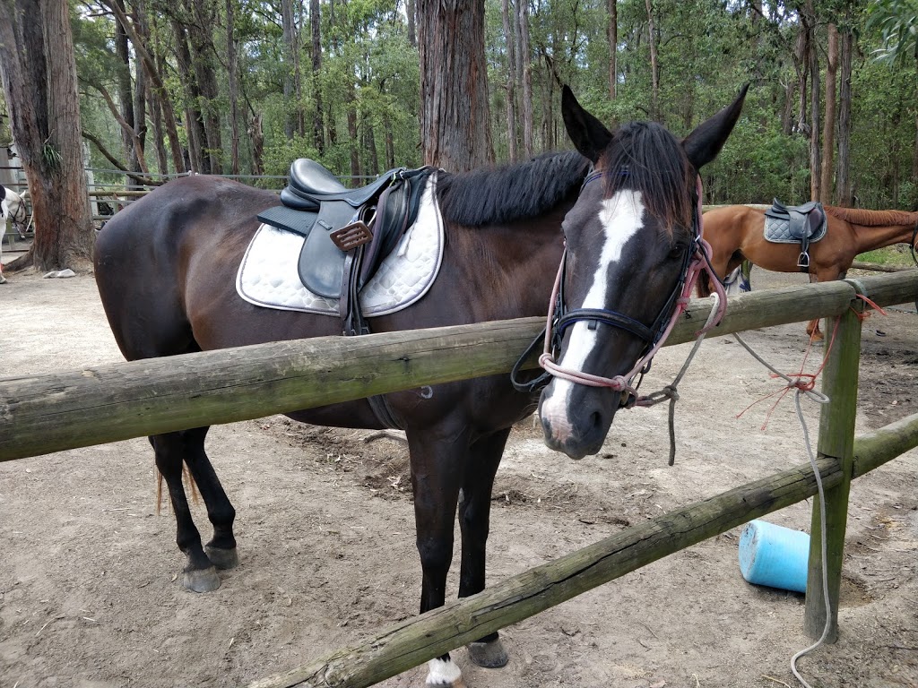 Port Macquarie Horse Riding Centre | 10 Winery Dr, Port Macquarie NSW 2444, Australia | Phone: 0487 004 483