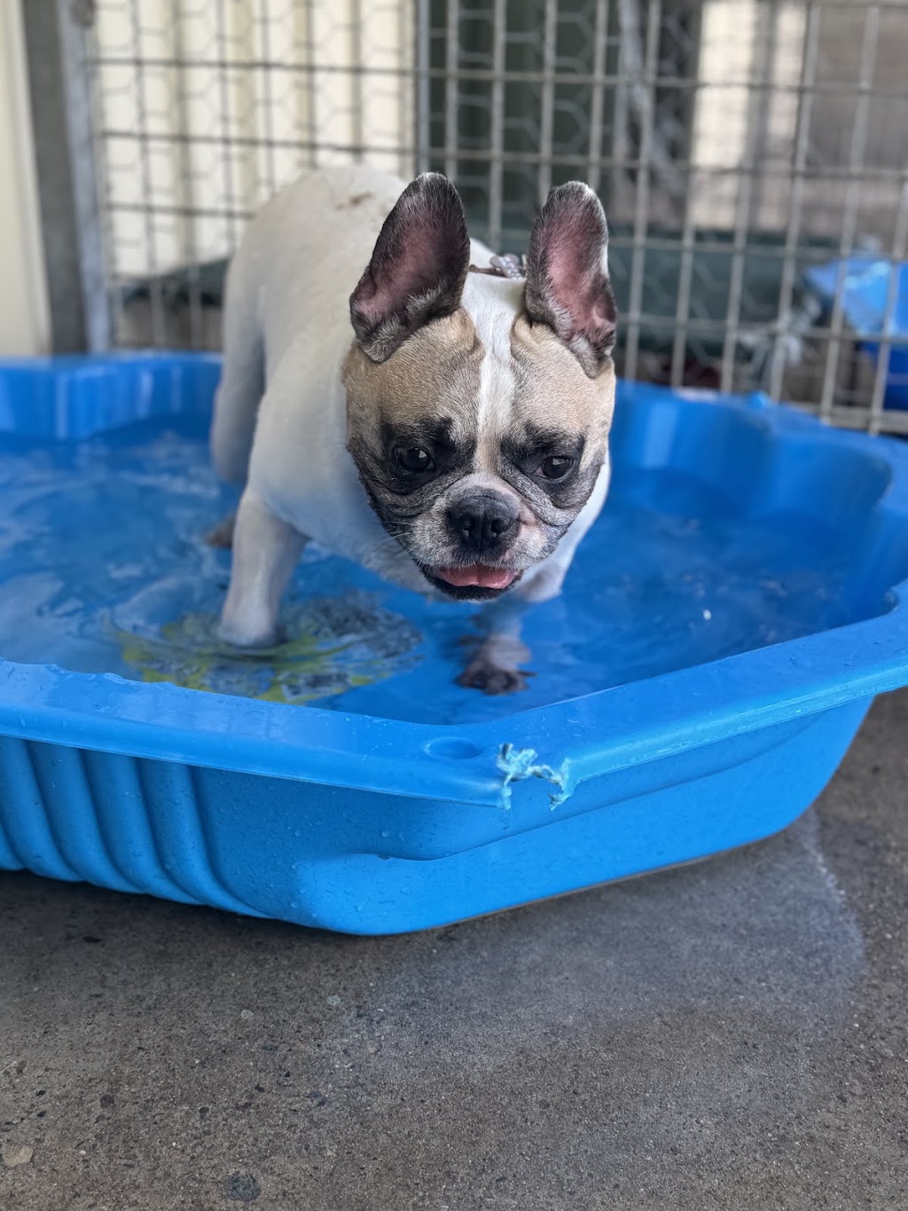 Blue Paws Resort | 172 Church St, Cranebrook NSW 2749, Australia | Phone: 0432 696 017