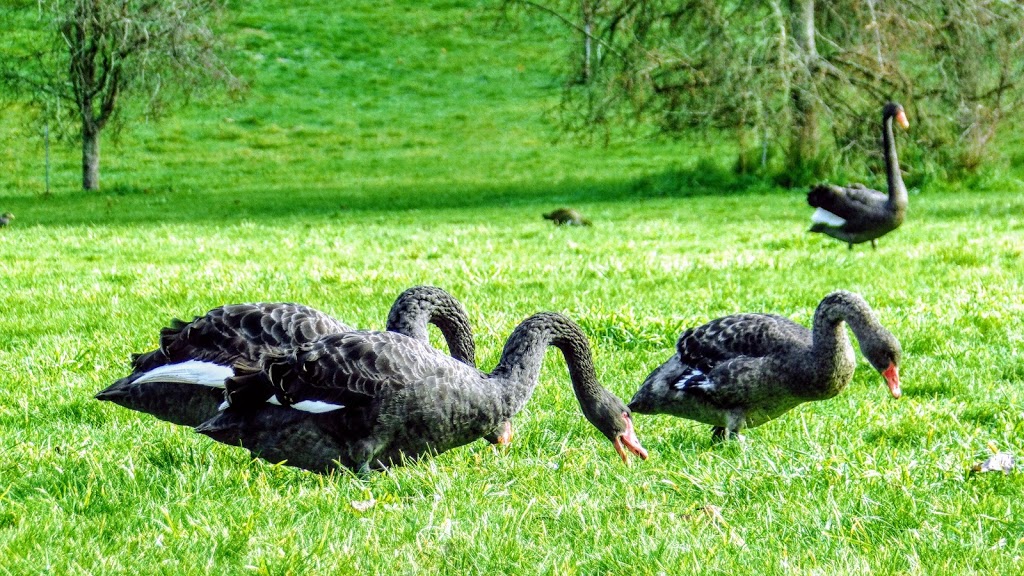 Tasmanian Arboretum | 46 Old Tramway Rd, Eugenana TAS 7310, Australia | Phone: (03) 6427 2690