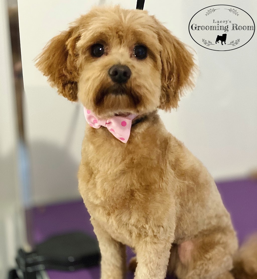 Lacey’s Grooming Room | 44 Noosa Cct, Armstrong Creek VIC 3217, Australia | Phone: 0490 417 876