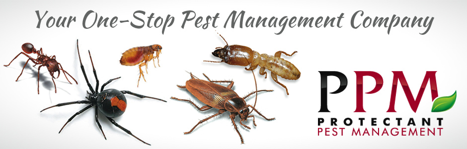 Protectant Pest Management Brisbane | 61/57 Burchill St, Loganholme QLD 4129, Australia | Phone: 1300 552 532