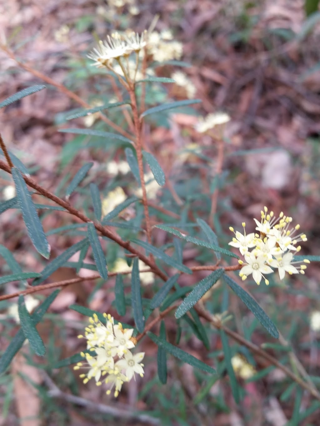 Glenbrook Native Plant Reserve | park | Great Western Hwy, Glenbrook NSW 2773, Australia | 0247398597 OR +61 2 4739 8597