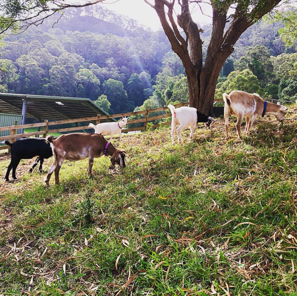 Springhill Farm Miniature Goats |  | Sheaffes Rd, Dombarton NSW 2530, Australia | 0427835426 OR +61 427 835 426