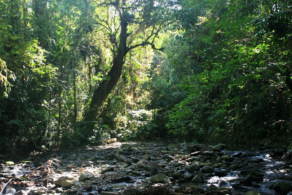 Cooper Creek Wilderness Daintree Rainforest | 2333 Cape Tribulation Rd, Cape Tribulation QLD 4873, Australia | Phone: (07) 4098 9126