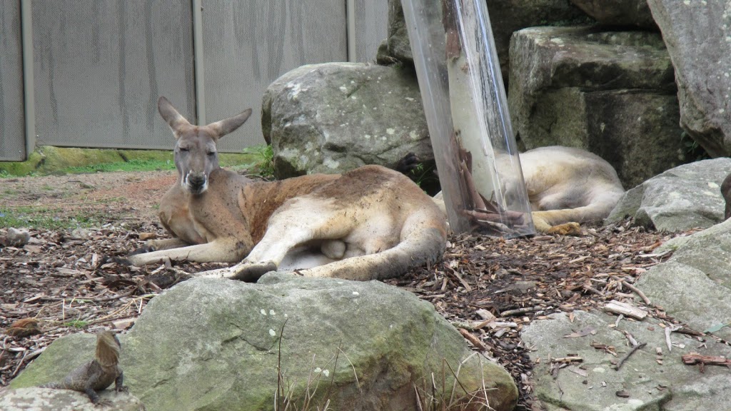 WILD LIFE Sydney Zoo | zoo | 1-5 Wheat Rd, Sydney NSW 2000, Australia | 1800206158 OR +61 1800 206 158