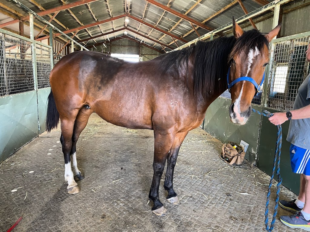 Roxy Lloyd-Jones - Equine Acupuncture | 431 Innisplain Rd, Innisplain QLD 4285, Australia | Phone: 0427 529 959