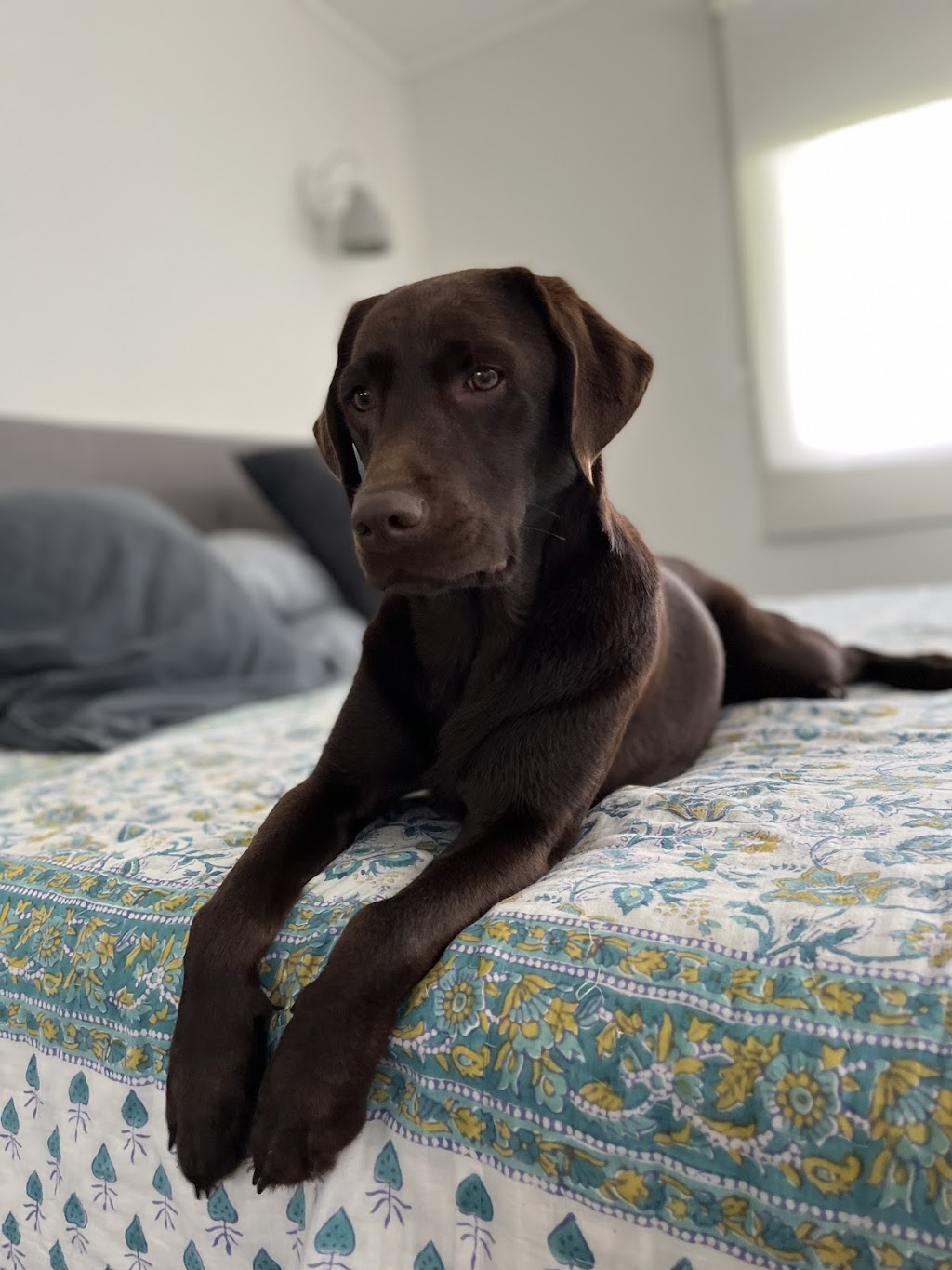 PJ’s Dog Grooming (Sapphire Beach, Coffs Harbour) | Lakeside Dr, Sapphire Beach NSW 2450, Australia | Phone: 0423 501 191