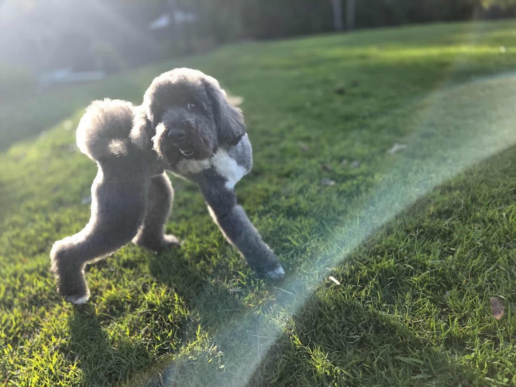 Botanipaws Spa | 122 Alstonvale Rd, Alstonvale NSW 2477, Australia | Phone: 0477 006 431