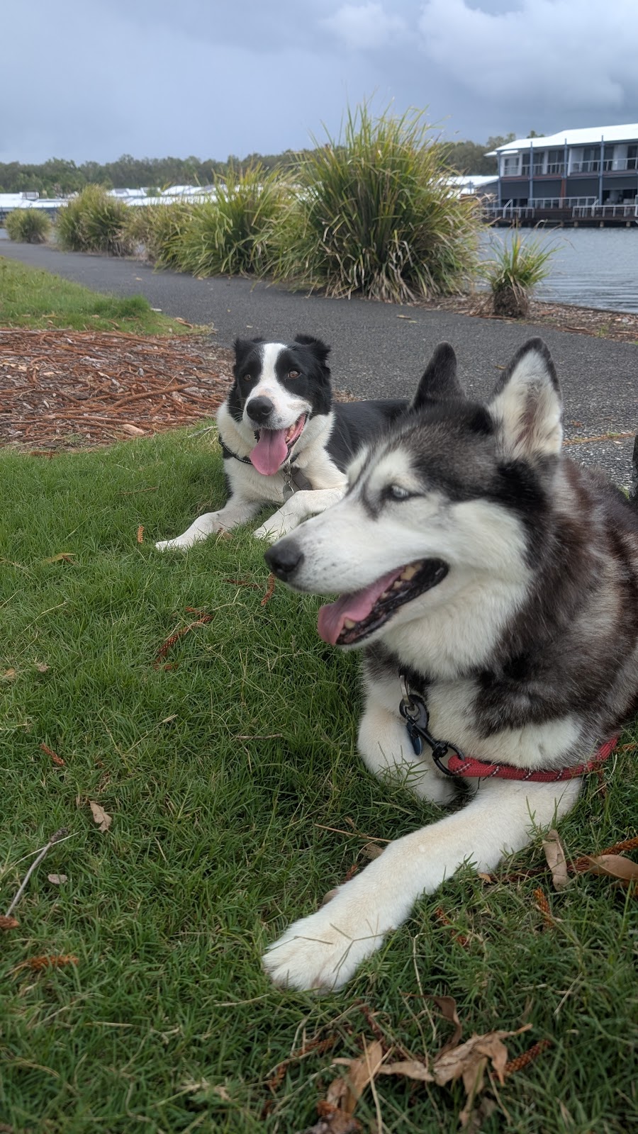 Liams Pet Sitting Gold Coast | Coombabah QLD 4216, Australia | Phone: 0493 407 030