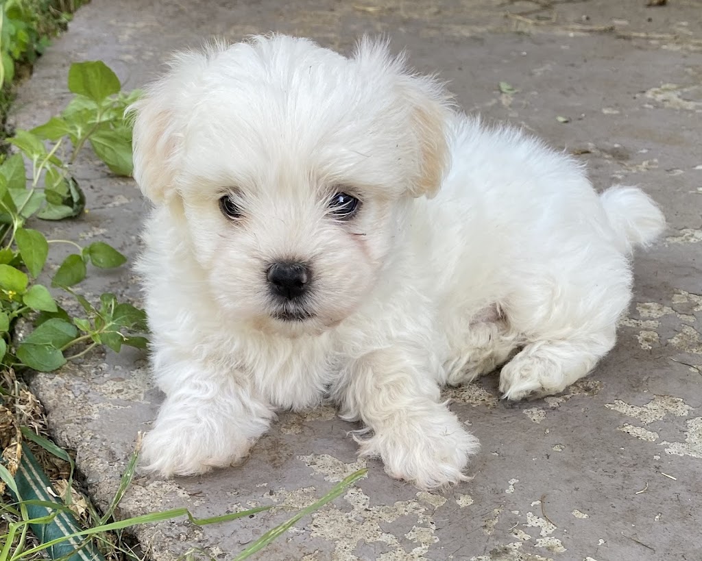Maltese Shih Tzu Puppies | pet store | 12 Malakoff St, Biloela QLD 4715, Australia | 0428881868 OR +61 428 881 868