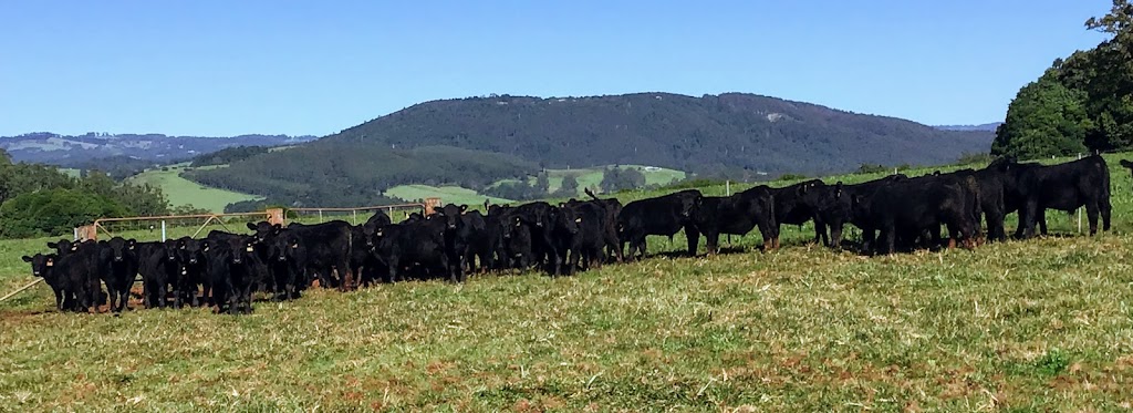 Tandara Angus Stud | 31 Paddys Plains Rd, North Dorrigo NSW 2453, Australia | Phone: (02) 6657 5275