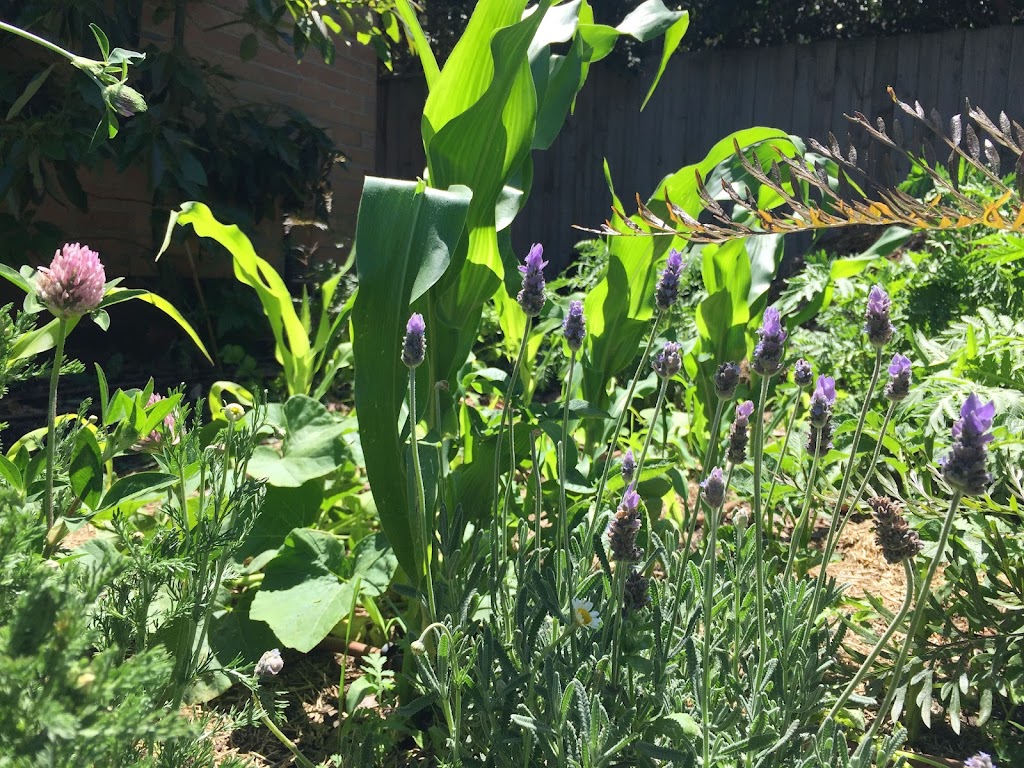 Golden Dawn Permaculture | 14a Hyde St, Fernmount NSW 2454, Australia | Phone: 0435 298 679