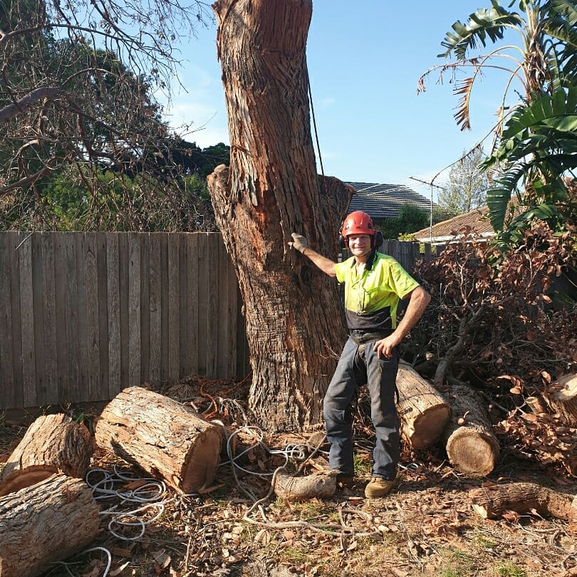 ESP Tree Services Pty Ltd. | 63 Beatrice St, Cheltenham VIC 3192, Australia | Phone: 0411 111 945