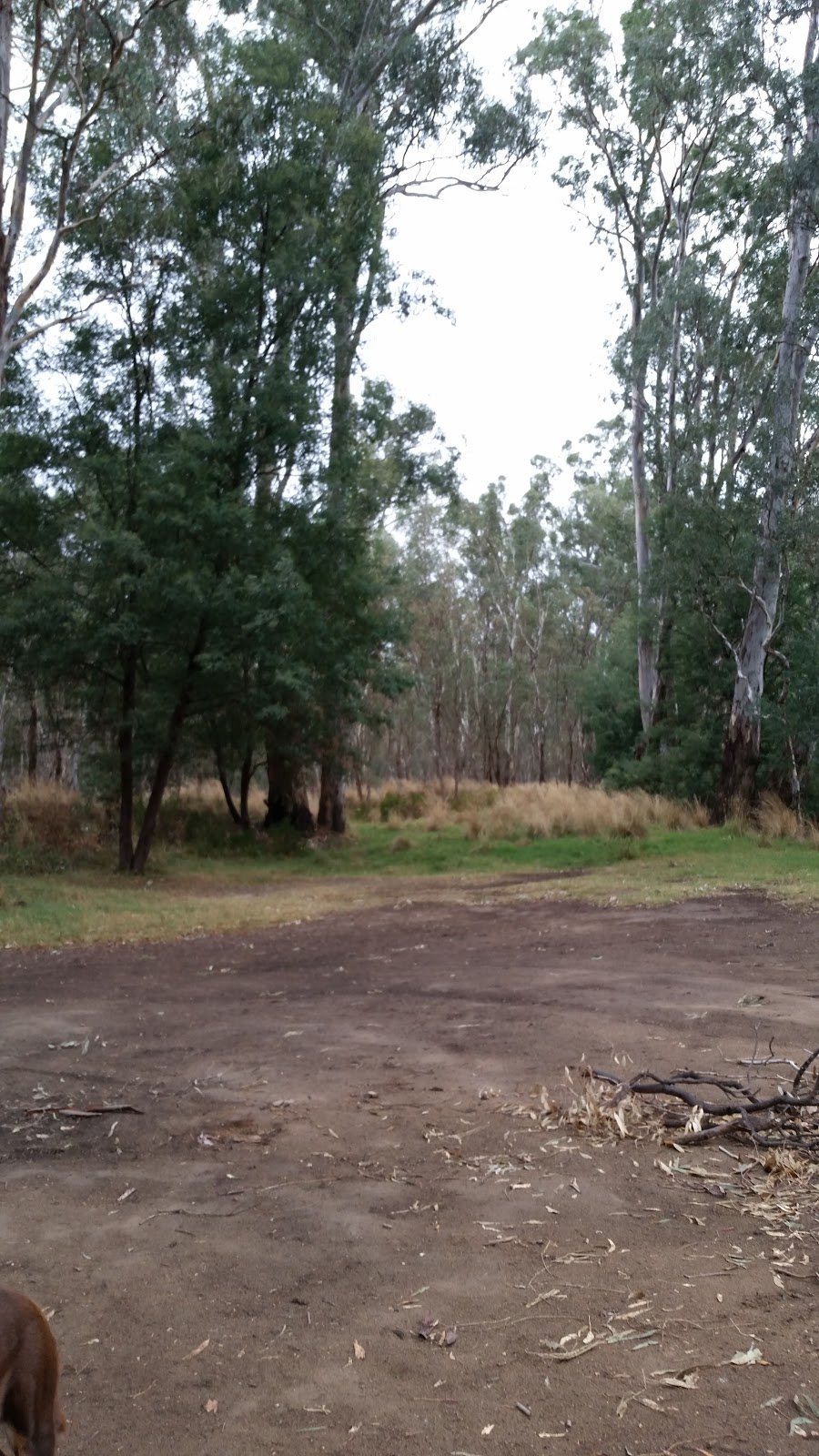 Cemetery Bend State Forest | park | Wattle Track, Toolamba VIC 3614, Australia