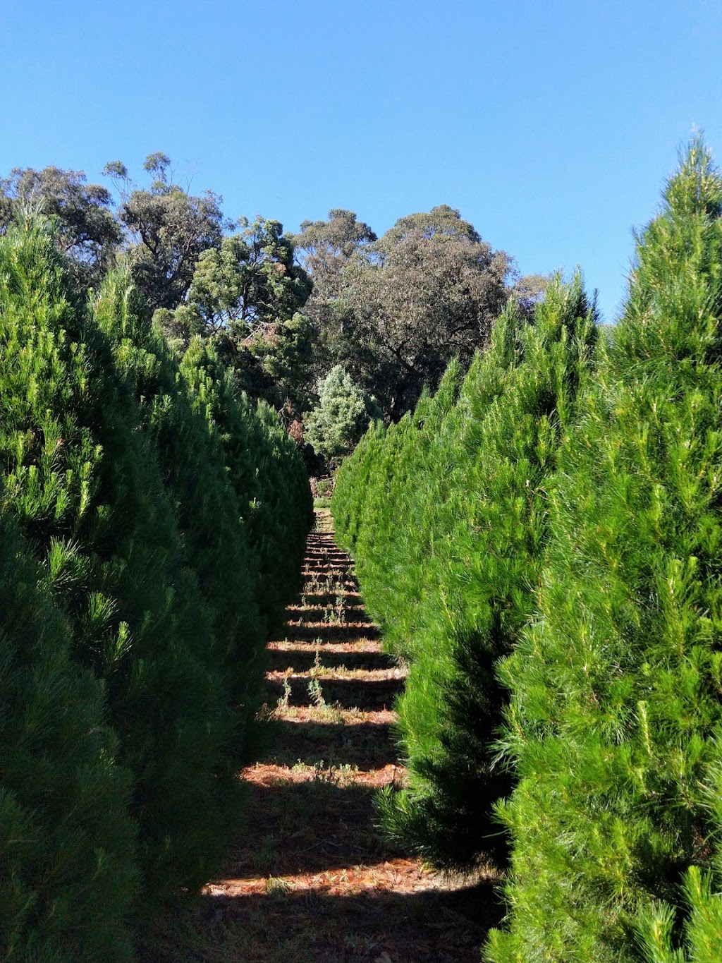 Montrose Christmas Tree Farm |  | 15 Moore Ave, Montrose VIC 3765, Australia | 0419537374 OR +61 419 537 374