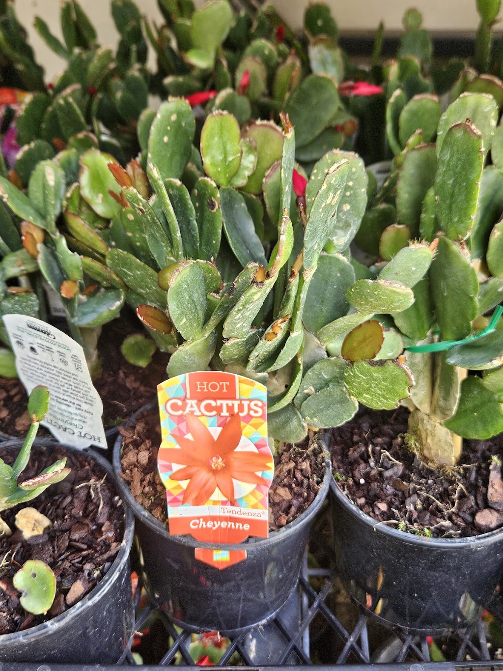 Schlumbergera Queensland | 35 Attewood Ave, Berrinba QLD 4117, Australia | Phone: 0407 432 368