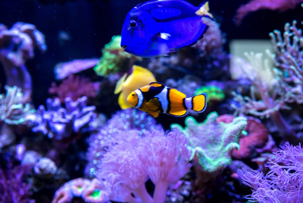 Aquarium Zone | aquarium | 2/12 Piper Dr, Ballina NSW 2478, Australia | 0266860002 OR +61 2 6686 0002