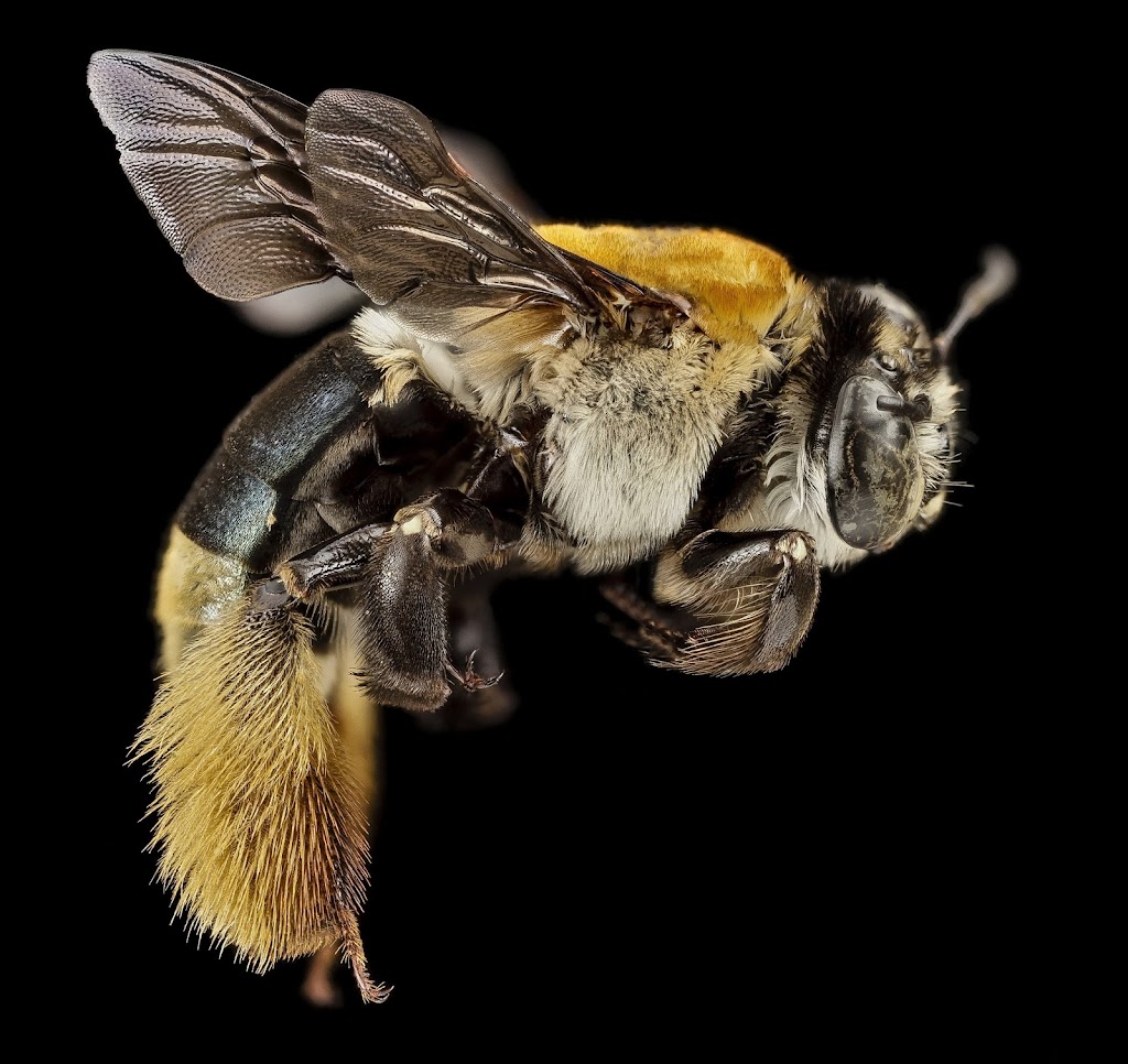 Beelife Beekeeping | point of interest | Hillcrest Rd, Eltham North VIC 3095, Australia | 0411722138 OR +61 411 722 138
