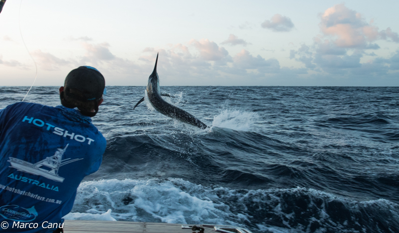 Hotshot Marlin Fishing Charters | Muriel Henchman Dr, Main Beach QLD 4217, Australia | Phone: 0498 011 998