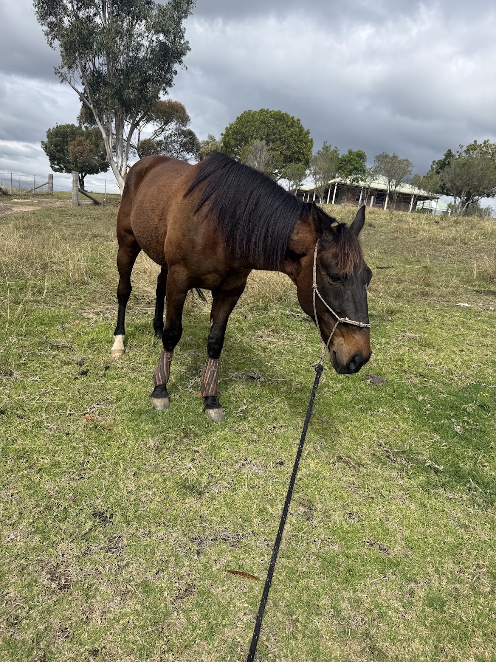 Herway horsemanship | 375 Burragorang Rd, Glenmore NSW 2570, Australia | Phone: 0478 191 104