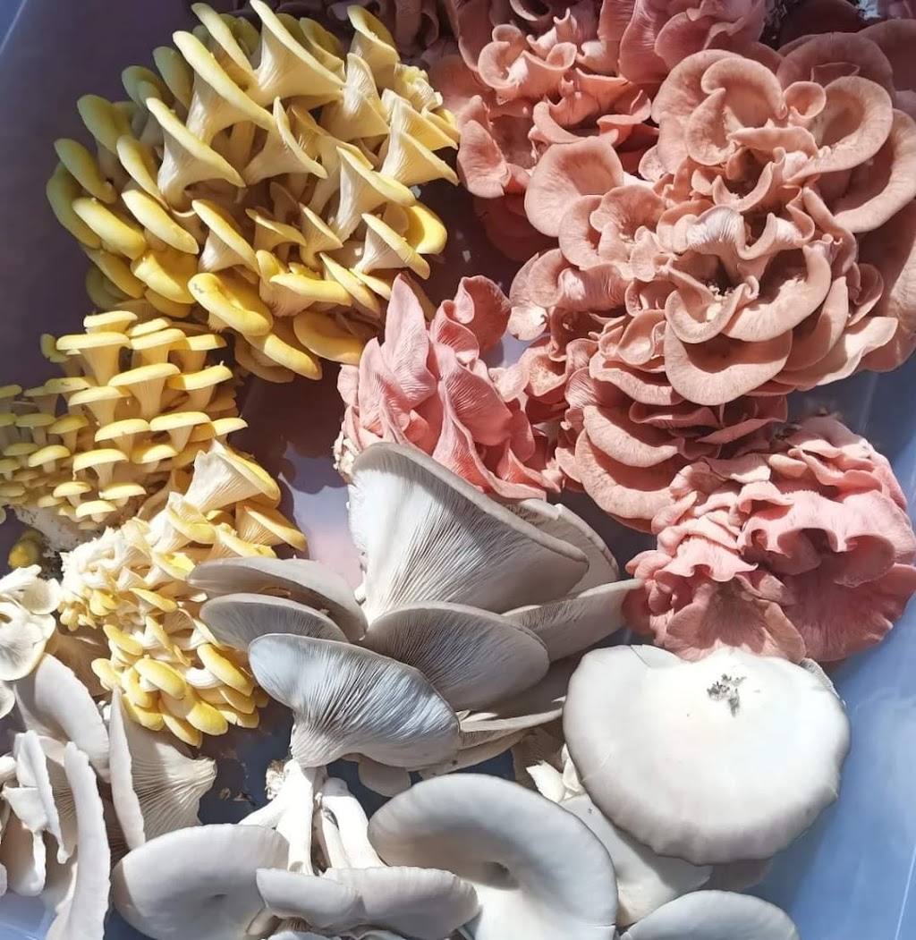 MindRise / EarthRising Mushroom Farm | Cataract St, Lawson NSW 2783, Australia | Phone: 0452 403 790