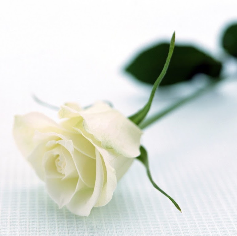 Above And Beyond Funerals - Memorial & Funeral Services | 1/10 Northward St, Upper Coomera QLD 4209, Australia | Phone: 0433 154 530