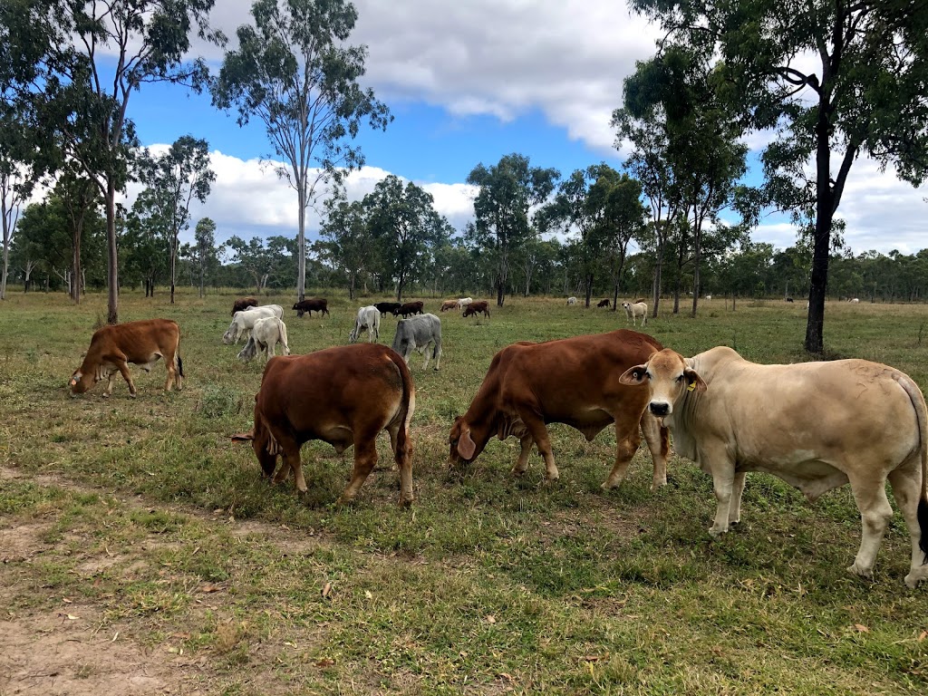 Weeks Cattle Co | food | 1992 Woodstock Giru Rd, Majors Creek QLD 4816, Australia | 0401883389 OR +61 401 883 389